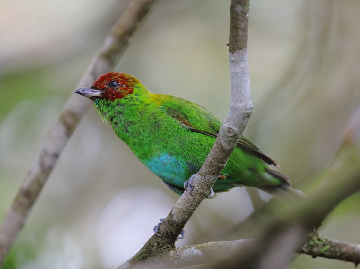 Rufous-winged Tanager - ML282971911