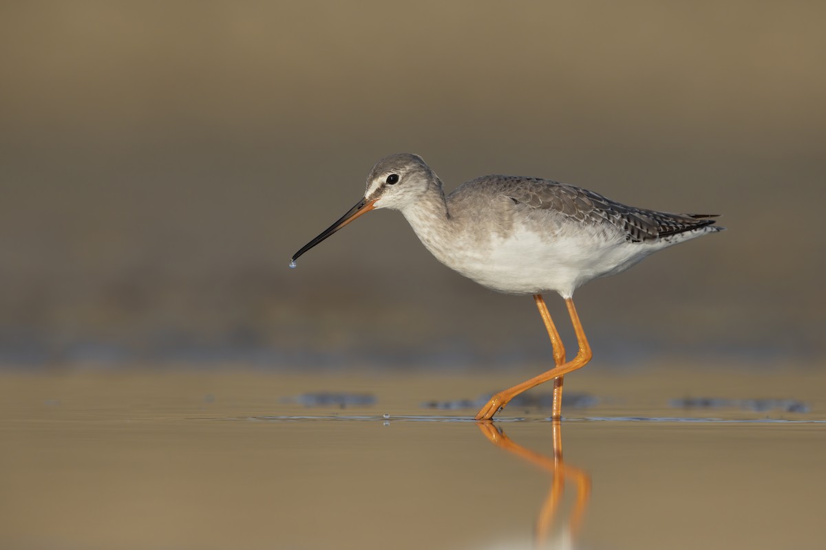 Spotted Redshank - ML282996721