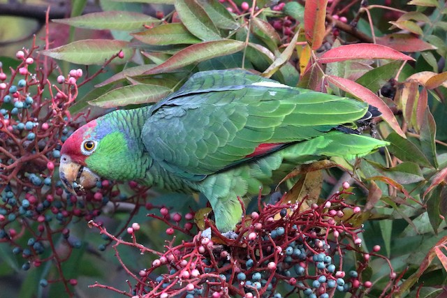Bird feeding on berries. - Red-crowned Parrot - 