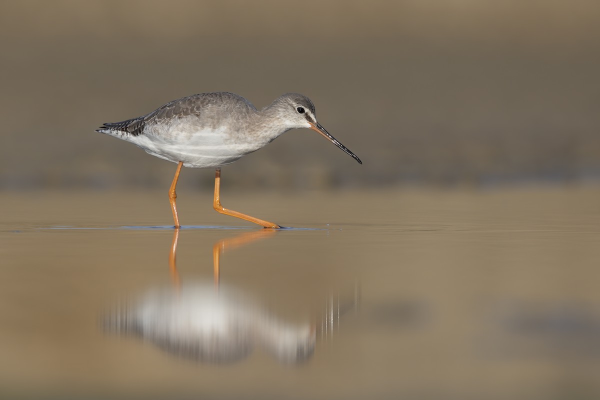Spotted Redshank - ML282996831