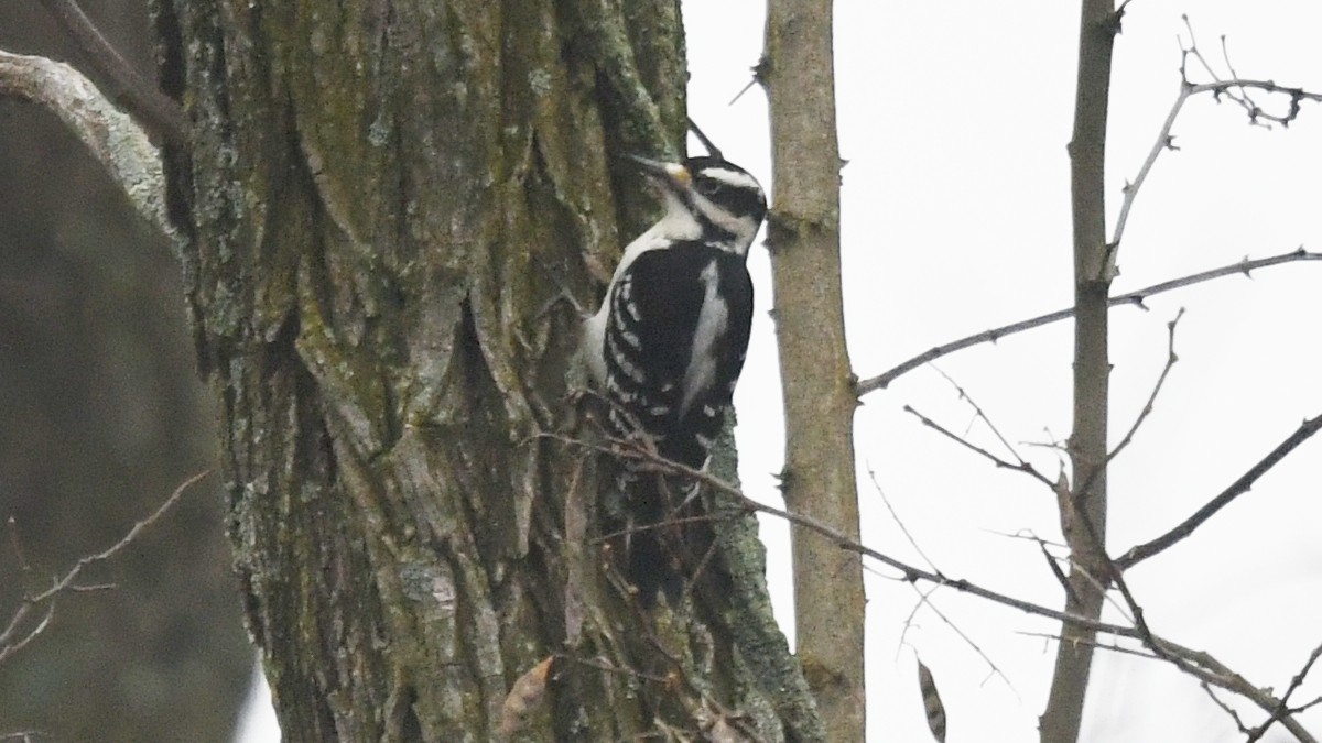 Hairy Woodpecker (Eastern) - ML283000531