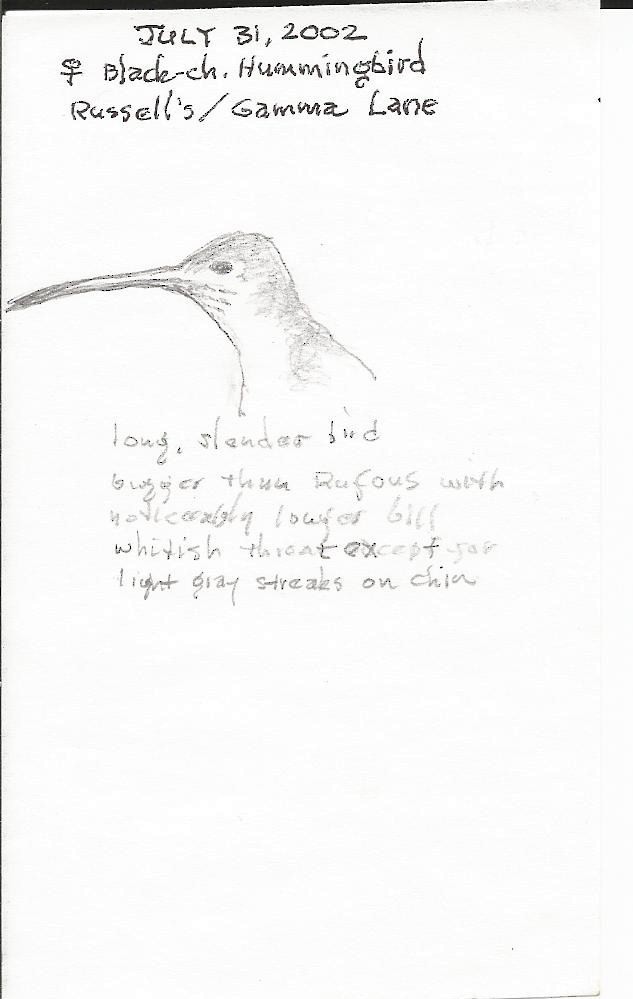 Black-chinned Hummingbird - Ray Ekstrom