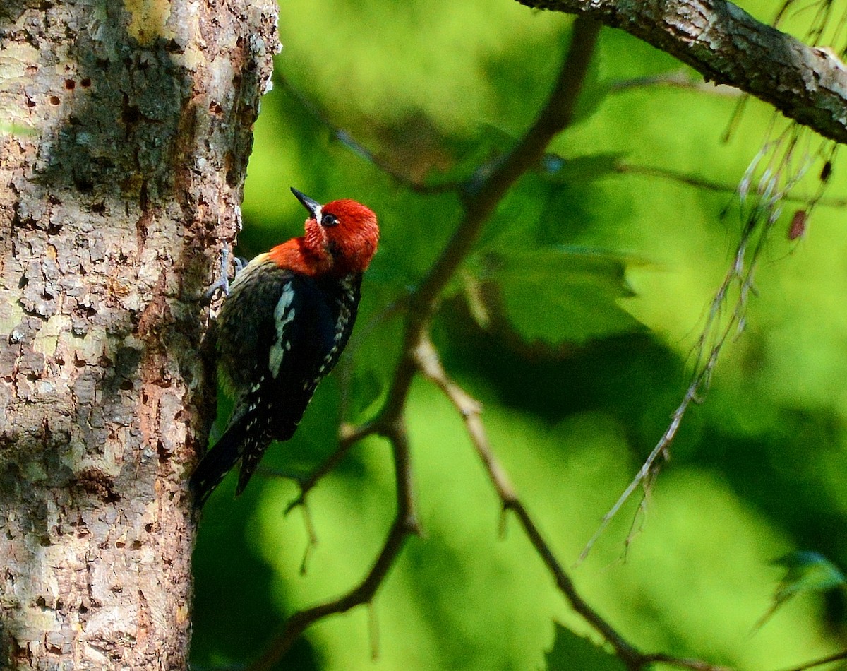 Red-breasted Sapsucker - ML28300461