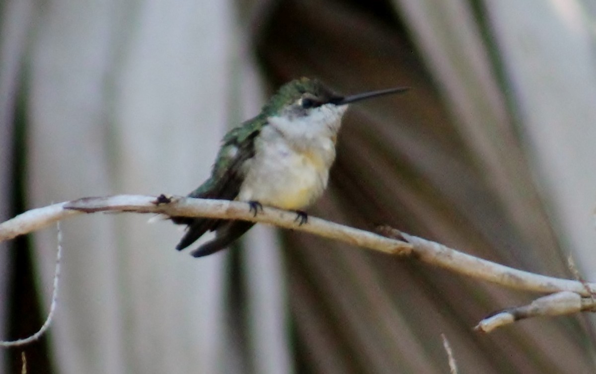 Ruby-throated Hummingbird - R Seiler
