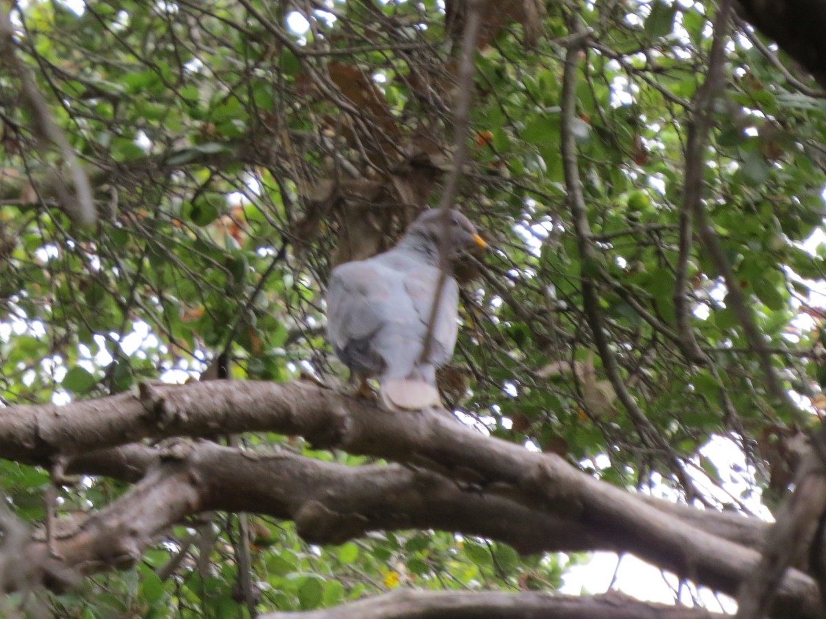 Band-tailed Pigeon - ML283006431