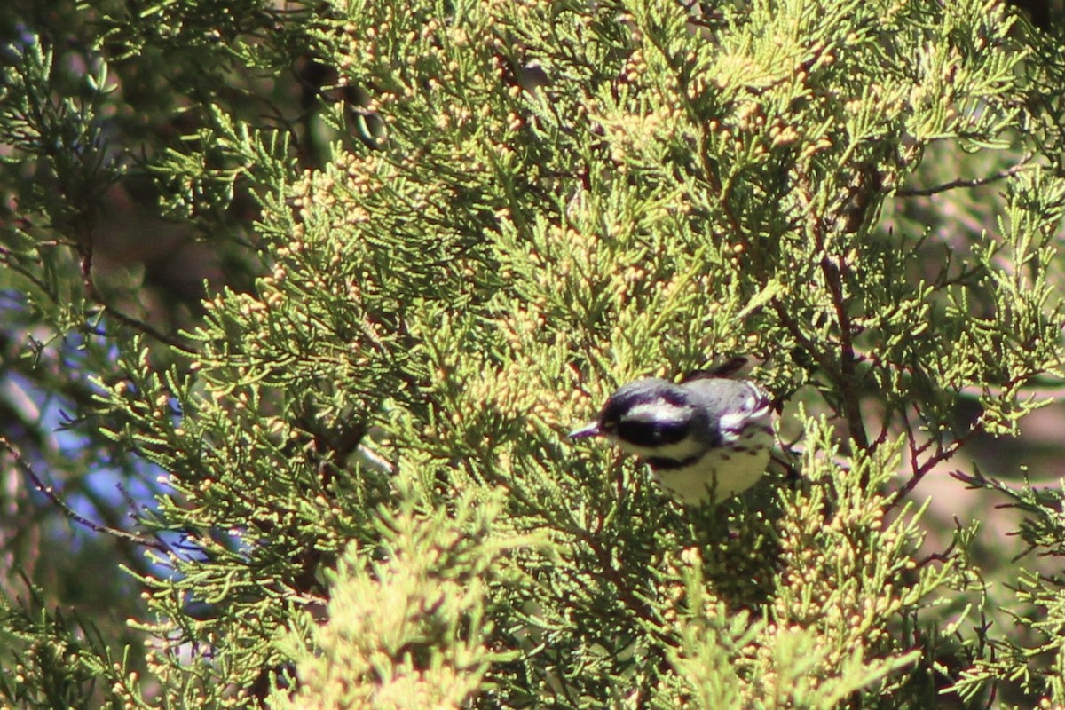Black-throated Gray Warbler - ML283010671