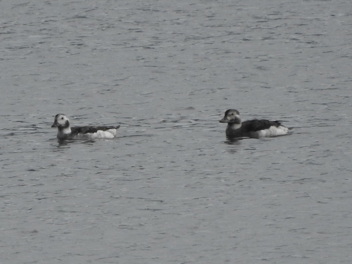 Long-tailed Duck - Timothy Leque