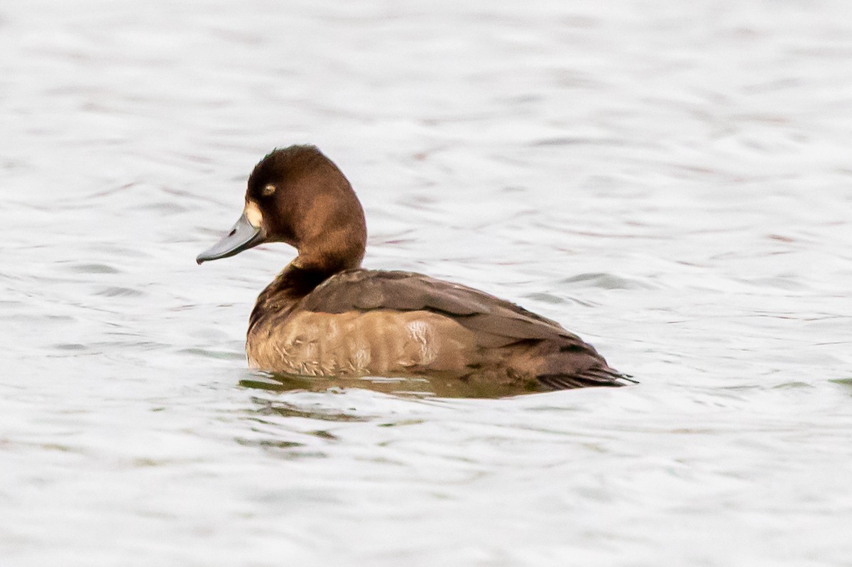 Greater Scaup - ML283017541