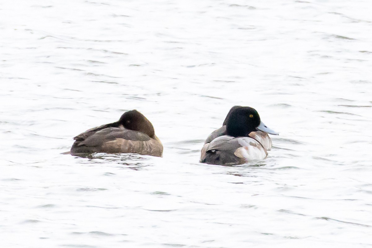 Greater Scaup - ML283017861