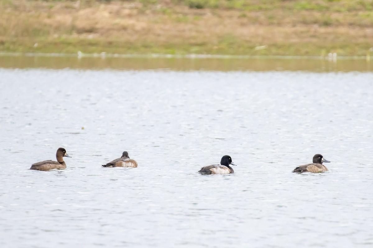 Greater Scaup - ML283017931