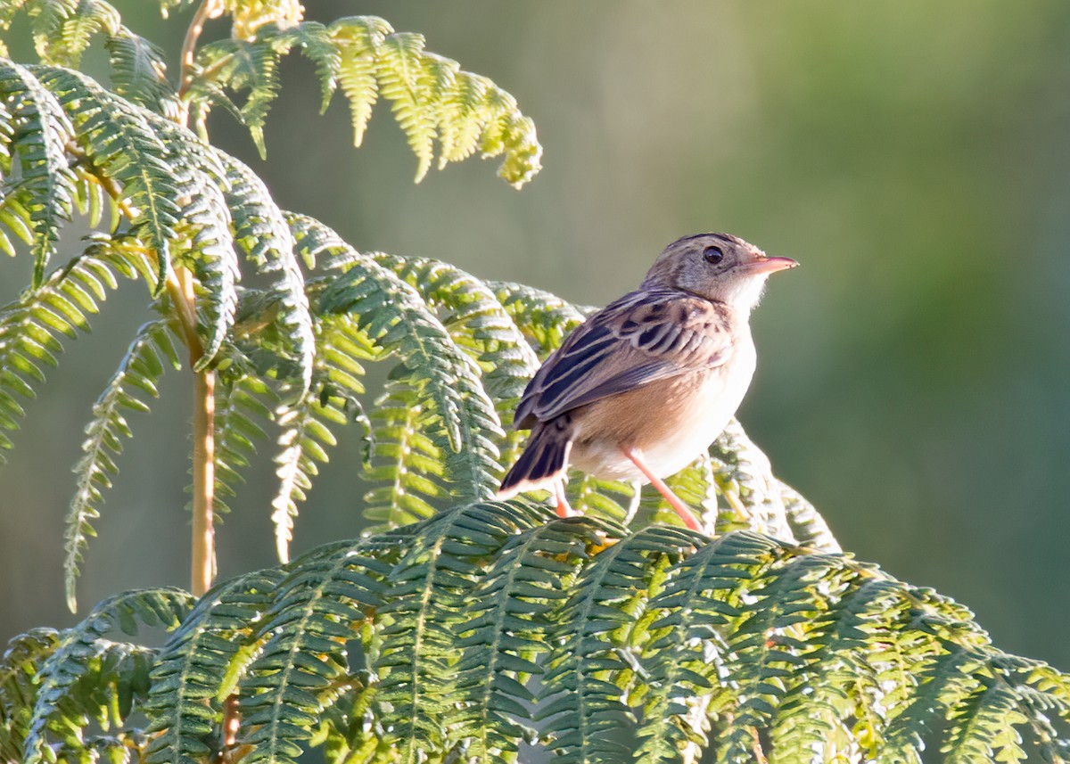 Wing-snapping Cisticola - ML283018281