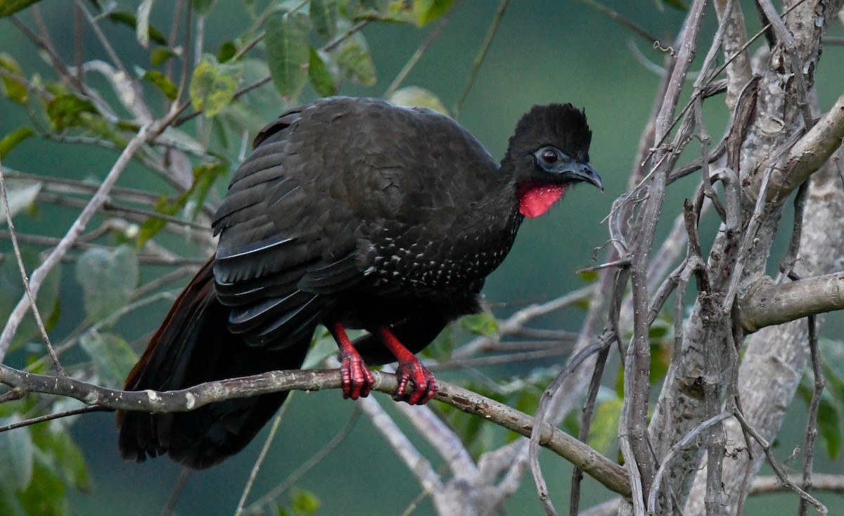 Crested Guan - ML283020571