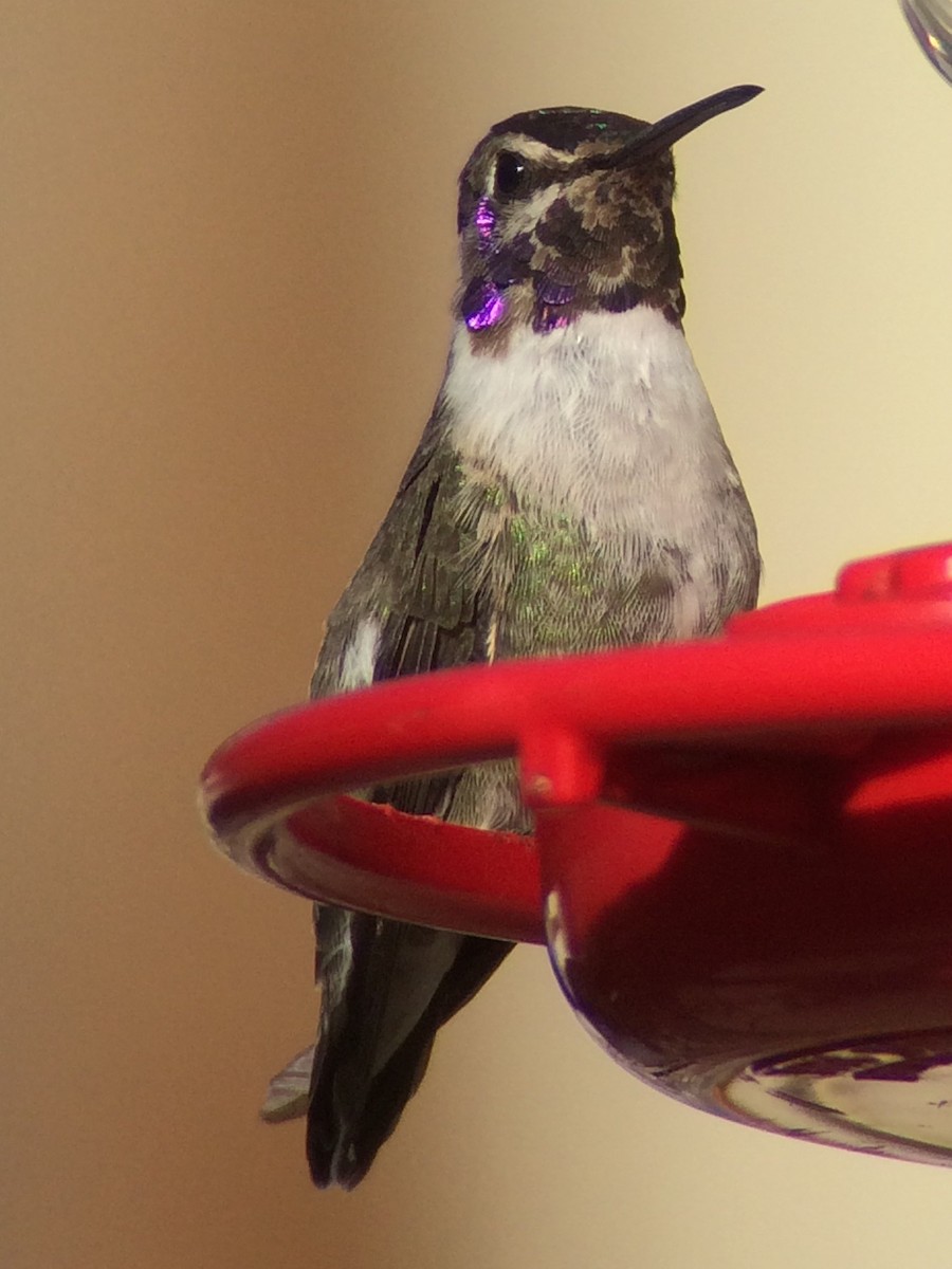 eBird Checklist - 1 Nov 2014 - stakeout Costa's Hummingbird 8160 5th St ...