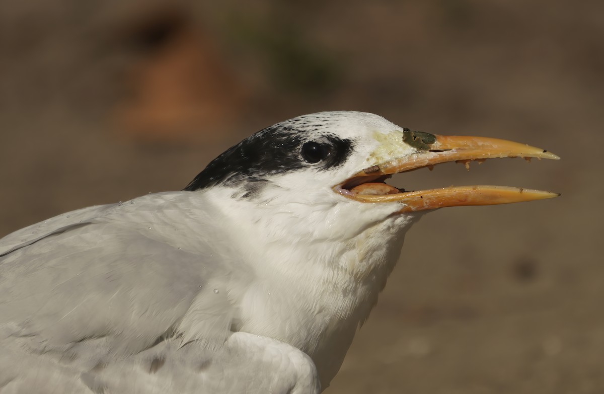 Royal Tern - Anonymous