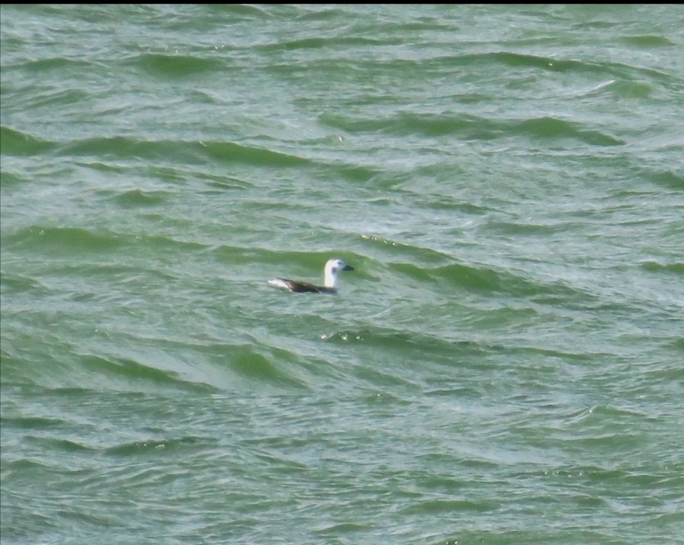 Long-tailed Duck - ML283030561
