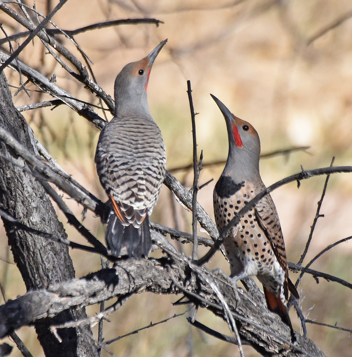 Northern Flicker (Red-shafted) - ML283032211
