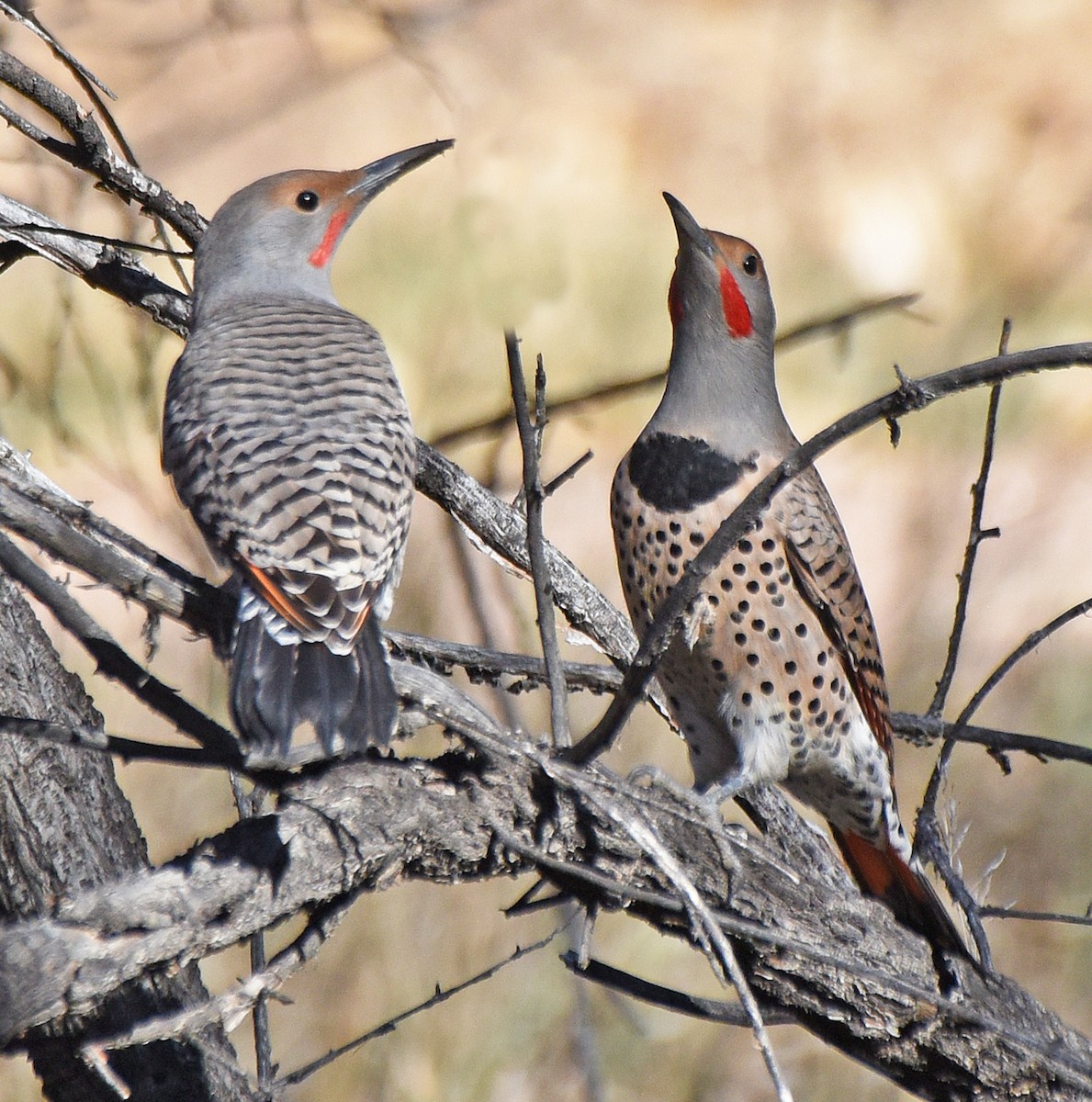 Northern Flicker (Red-shafted) - ML283032231