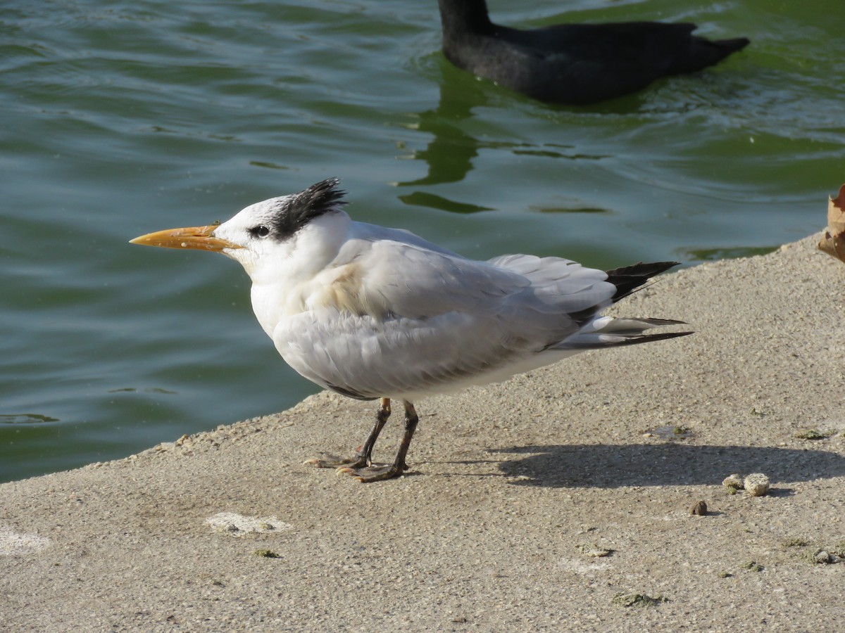 Royal Tern - Calvin Hardcastle