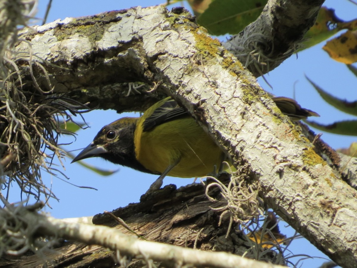 Audubon's Oriole - ML283040991