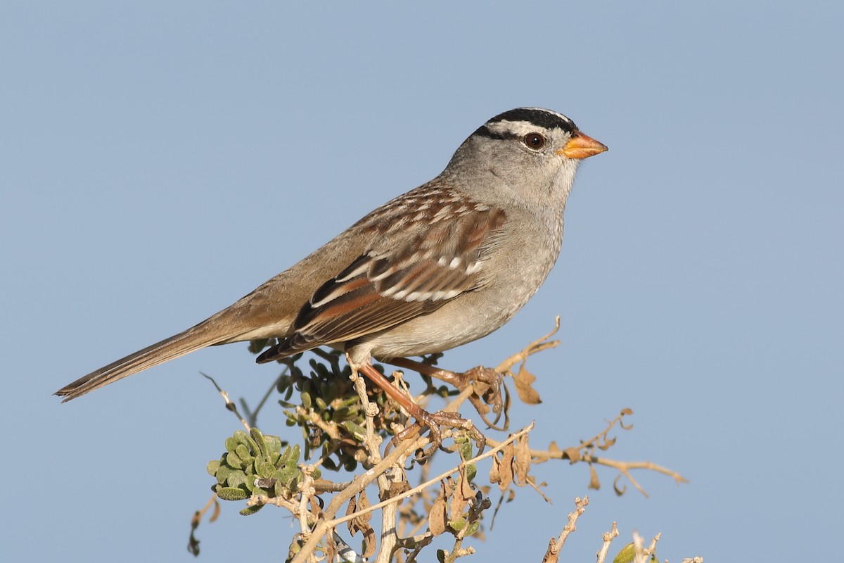 White-crowned Sparrow - ML283041471