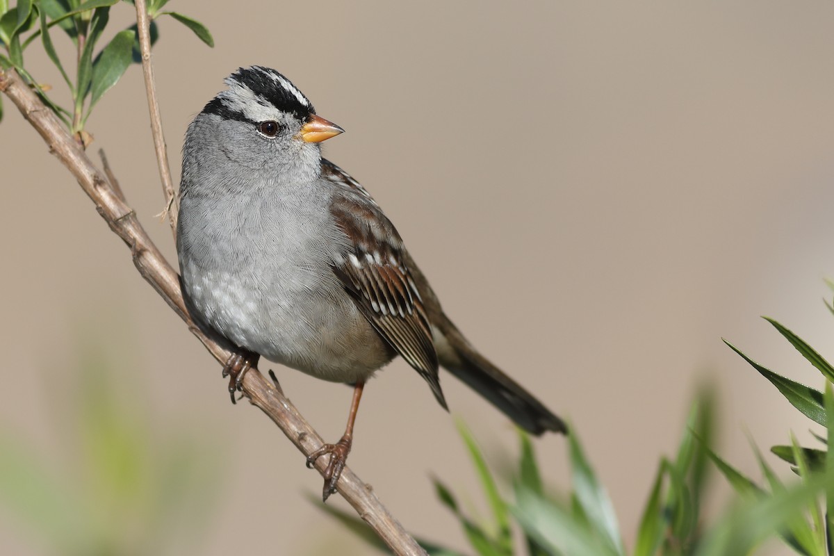 White-crowned Sparrow - Graham Montgomery