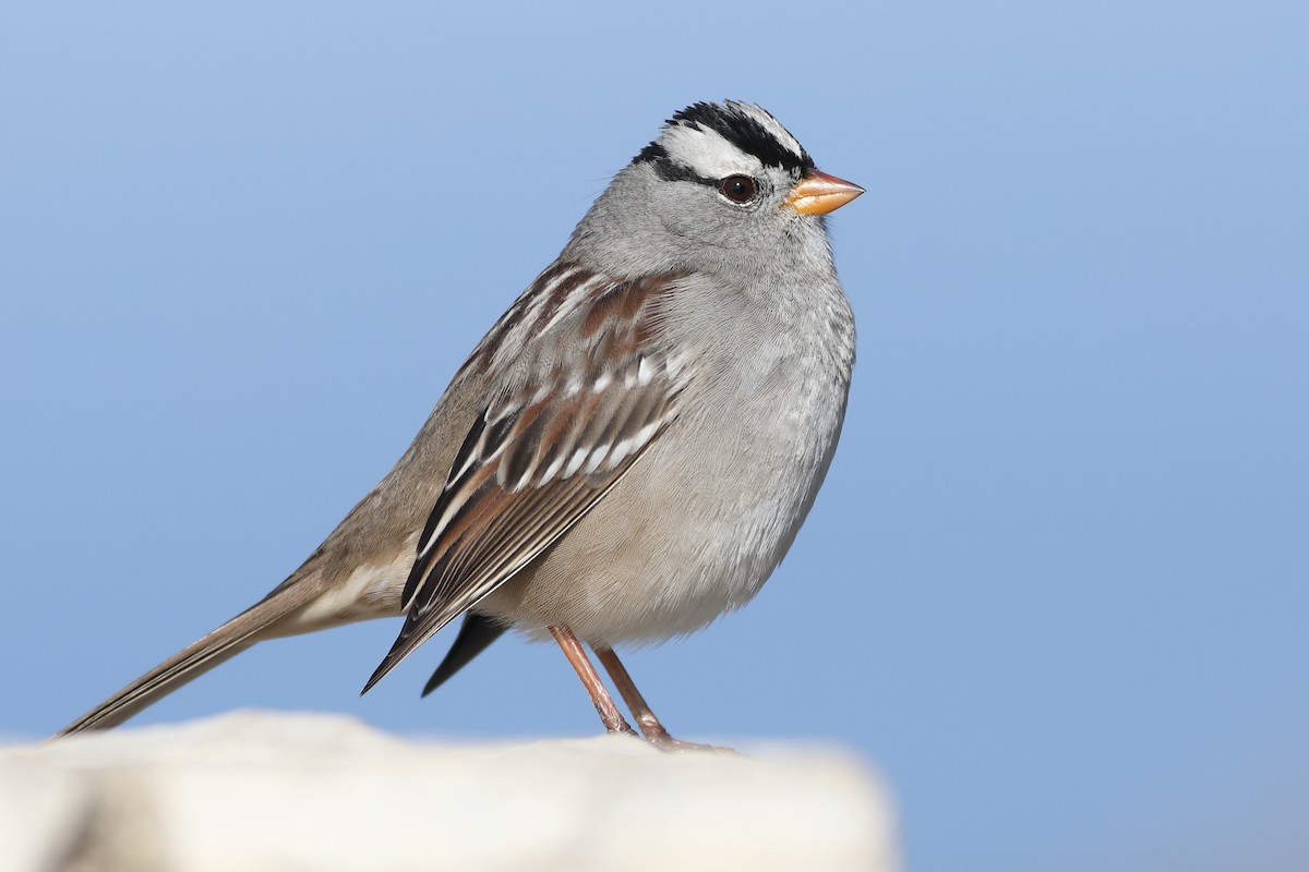 White-crowned Sparrow - ML283041631