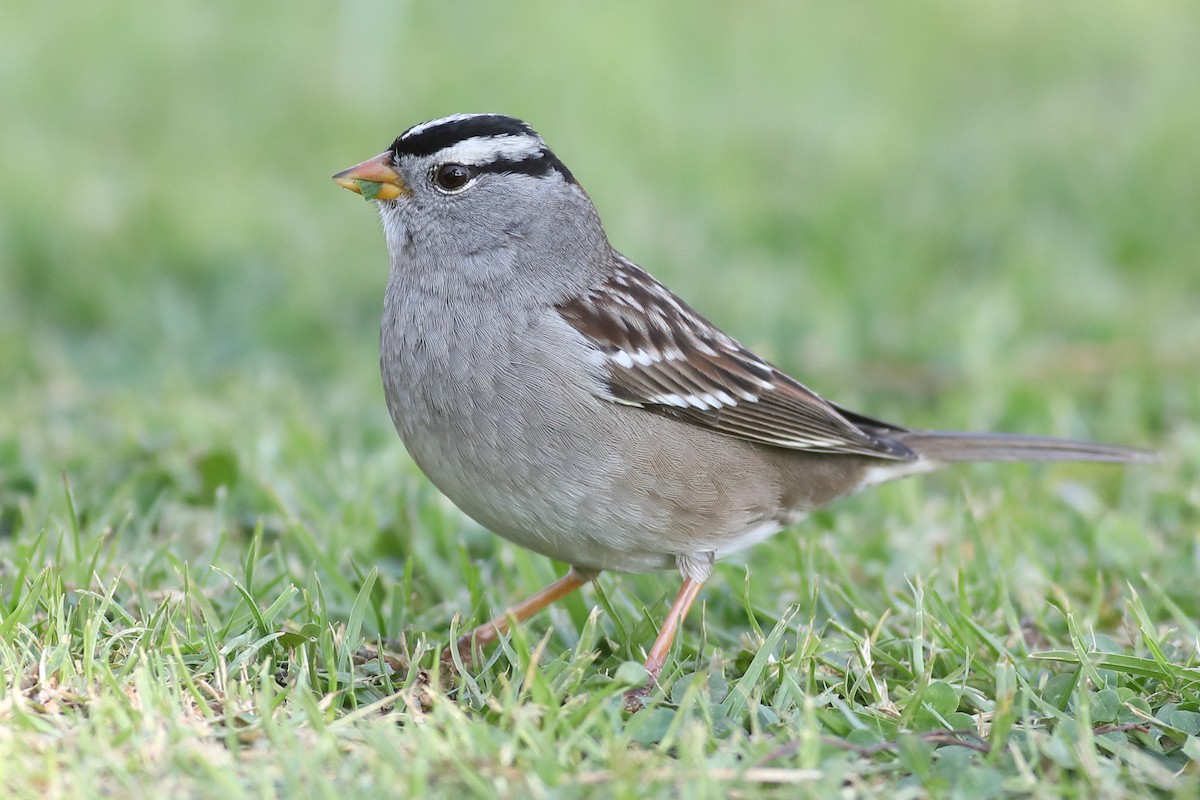 White-crowned Sparrow - ML283042251