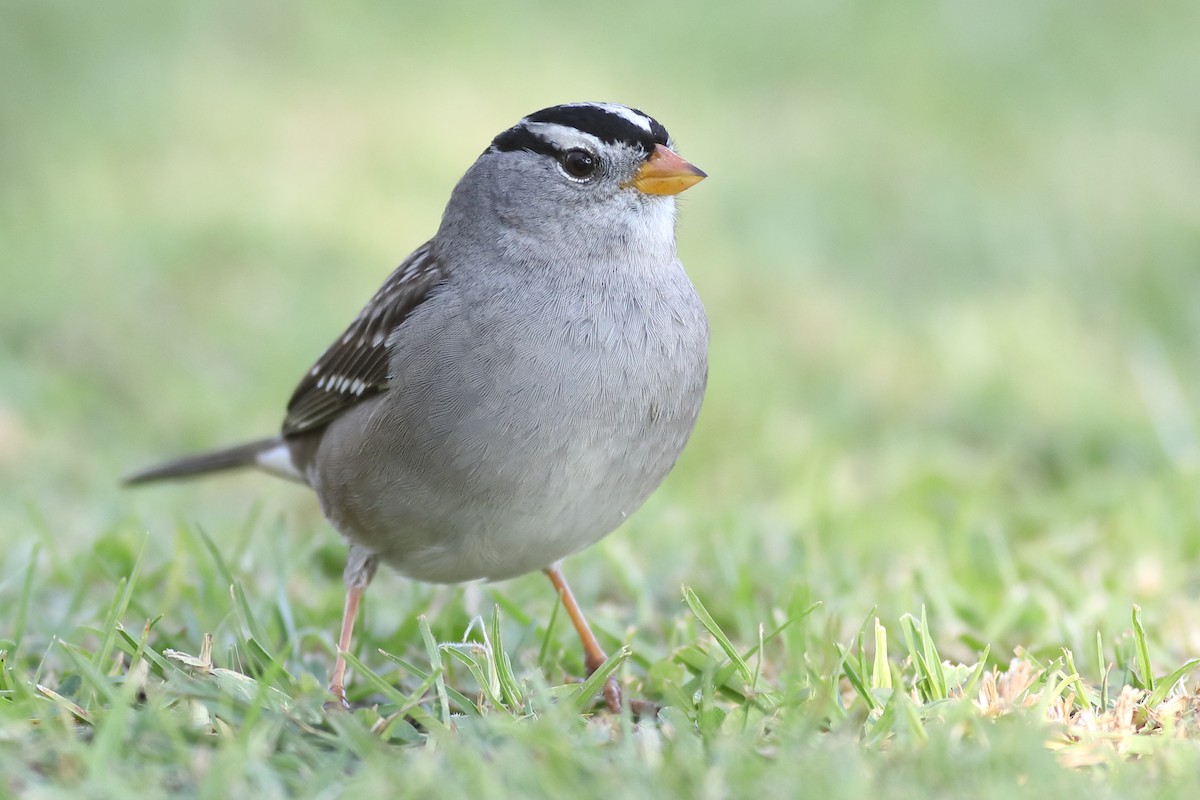 White-crowned Sparrow - ML283042271