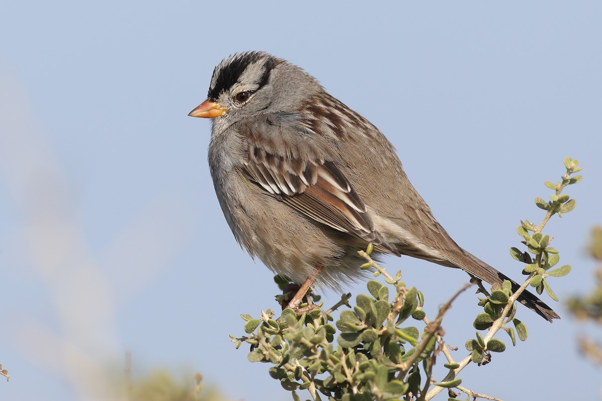 White-crowned Sparrow - ML283042461