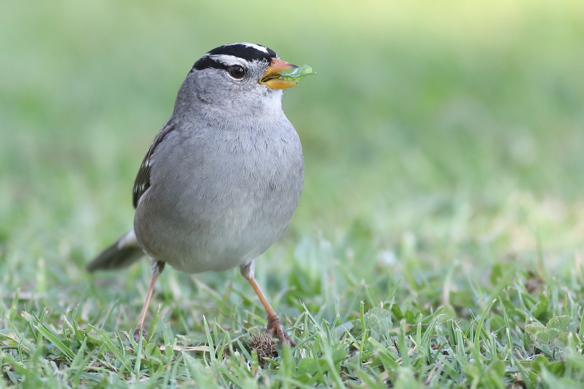 White-crowned Sparrow - ML283043841
