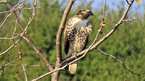 Red-tailed Hawk - Lena Hayashi