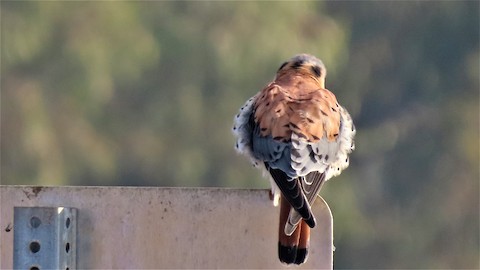 American Kestrel - Lena Hayashi