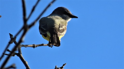 Cassin's Kingbird - Lena Hayashi