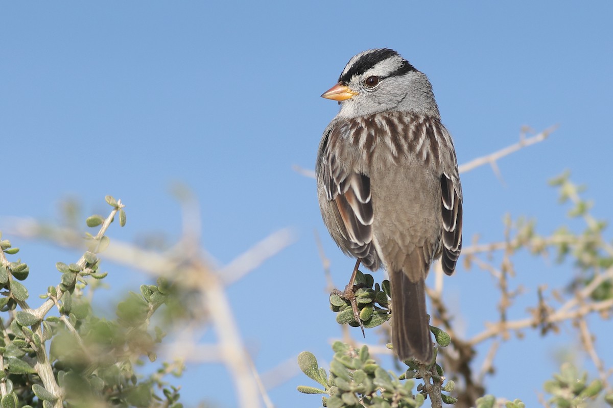 White-crowned Sparrow - ML283045491