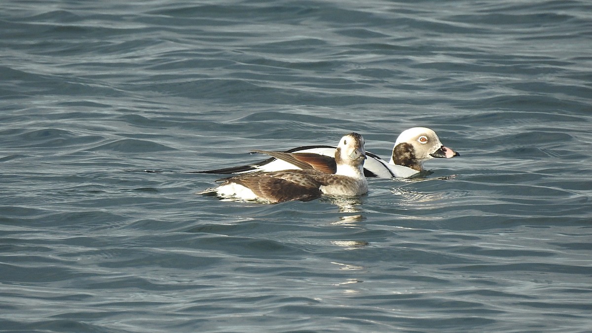Long-tailed Duck - ML283046721