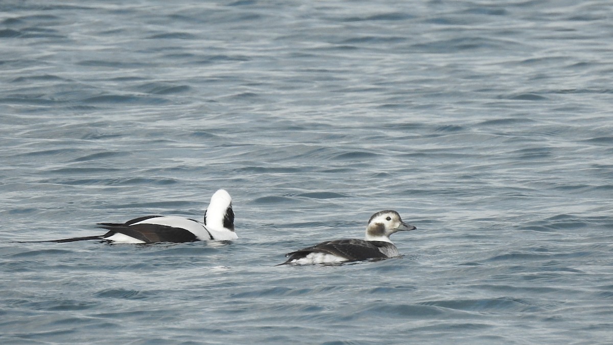 Long-tailed Duck - ML283046781