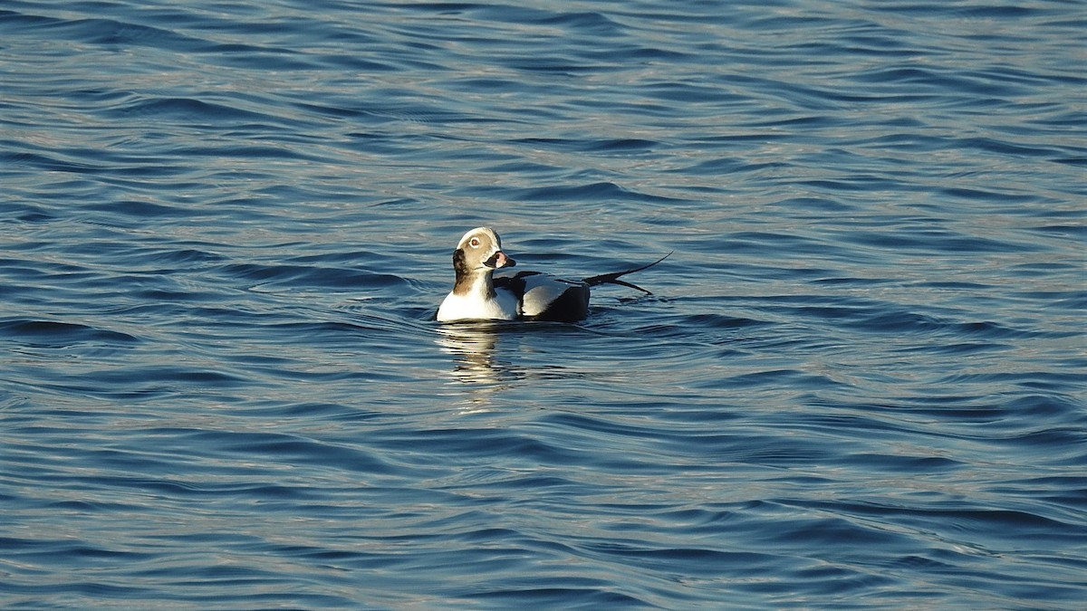 Long-tailed Duck - ML283048951