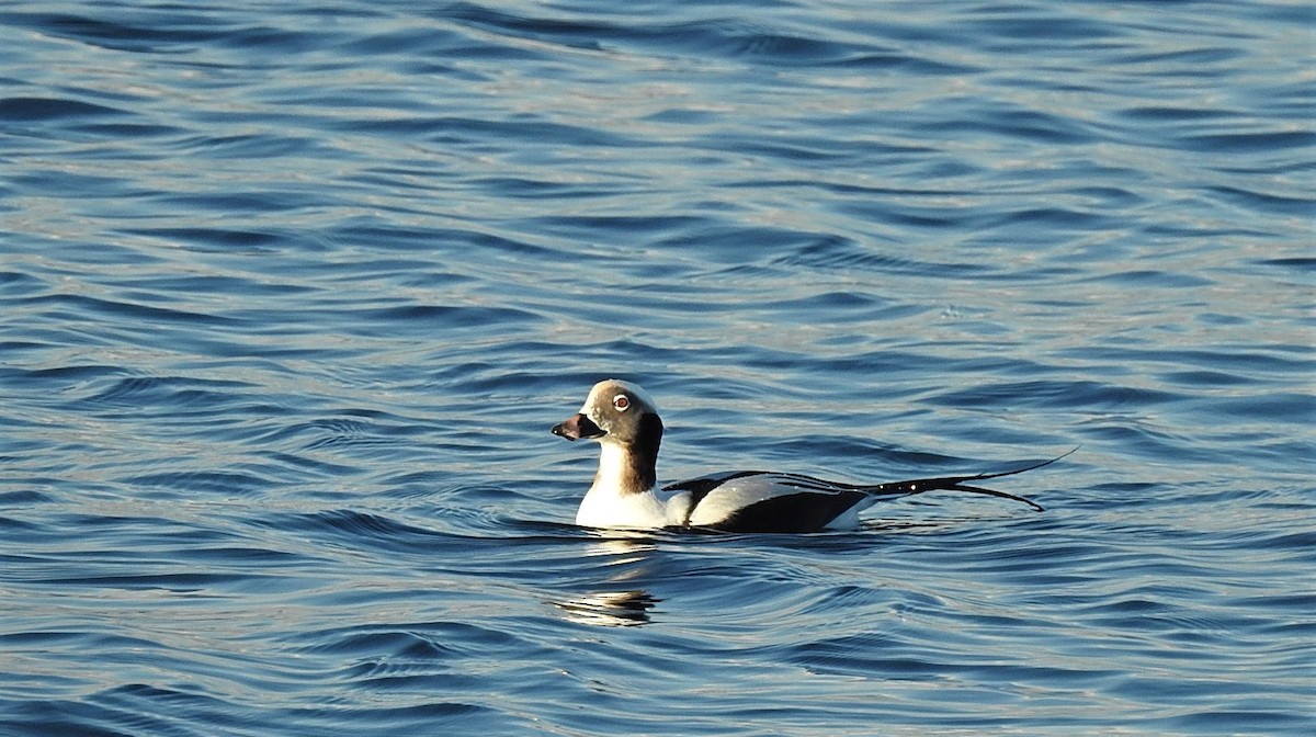 Long-tailed Duck - ML283049011