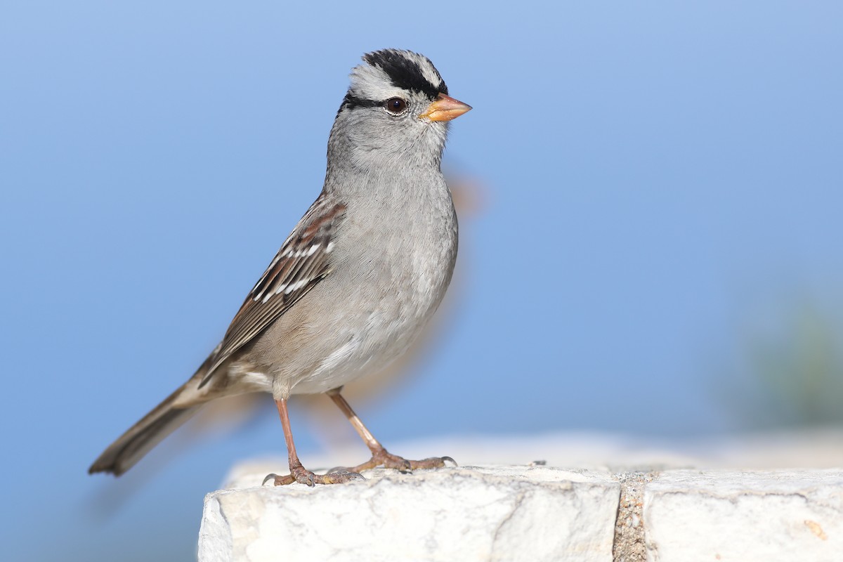 White-crowned Sparrow - ML283050511