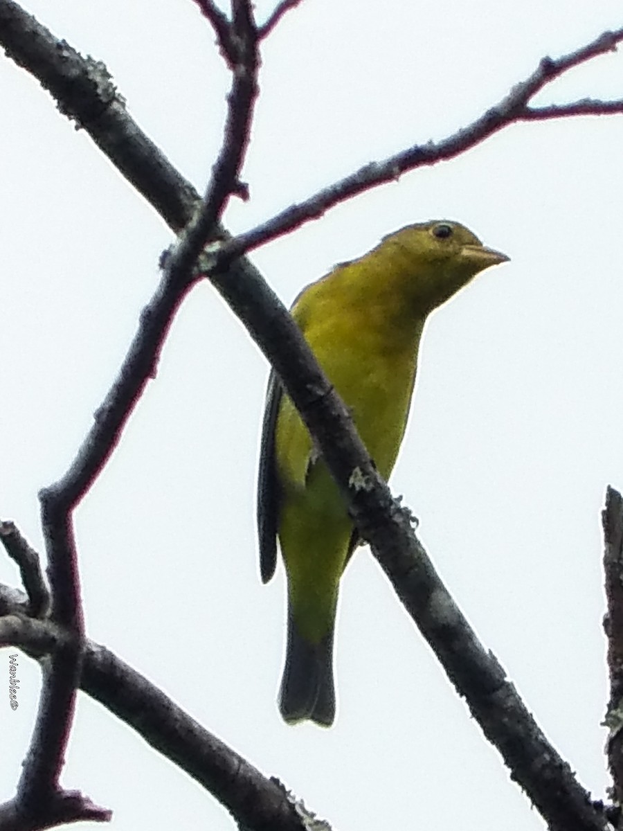 Western Tanager - ML283051811