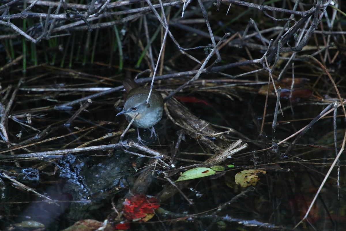 Sri Lanka Bush Warbler - ML283056241