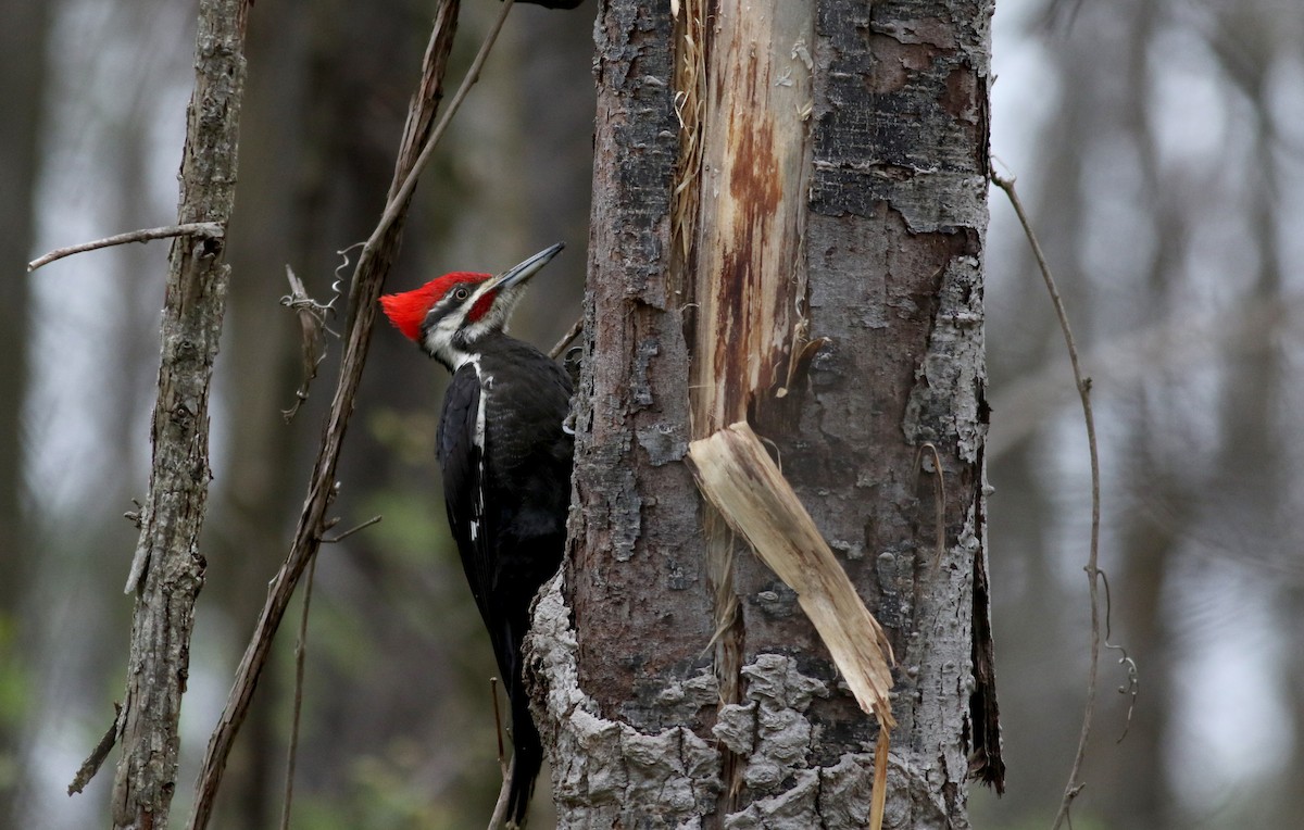 Pileated Woodpecker - ML28305841