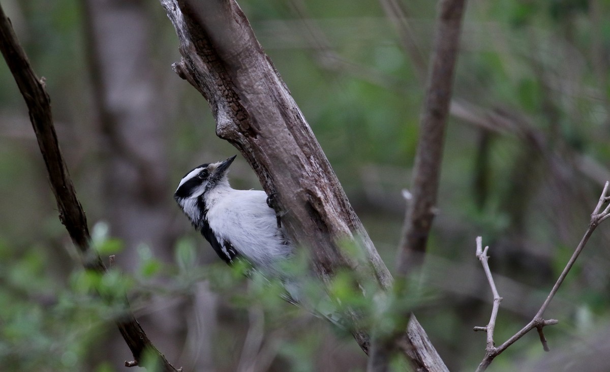 Downy Woodpecker (Eastern) - ML28305911