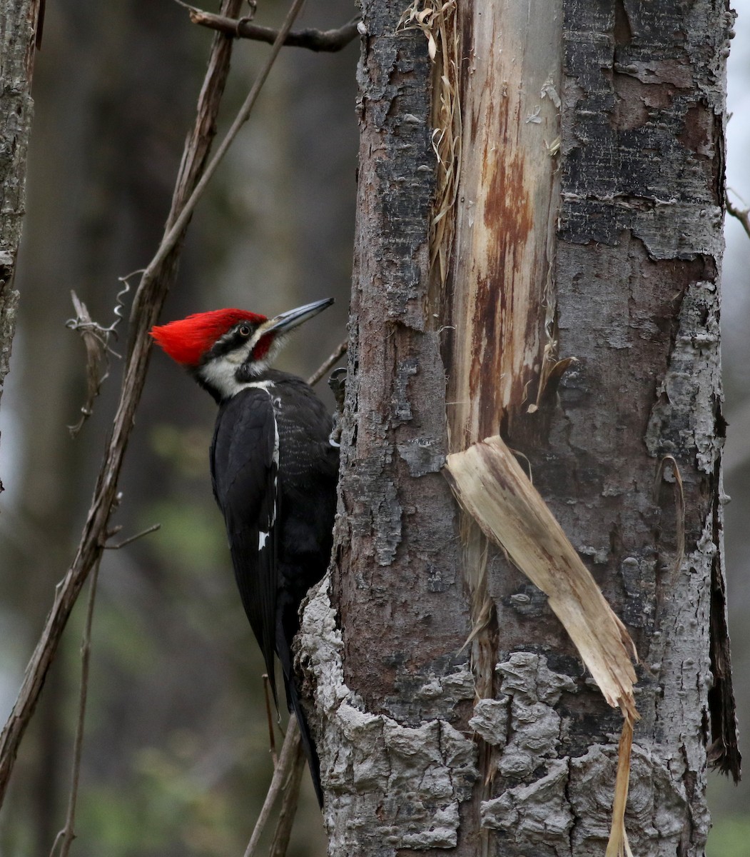 Pileated Woodpecker - ML28305921