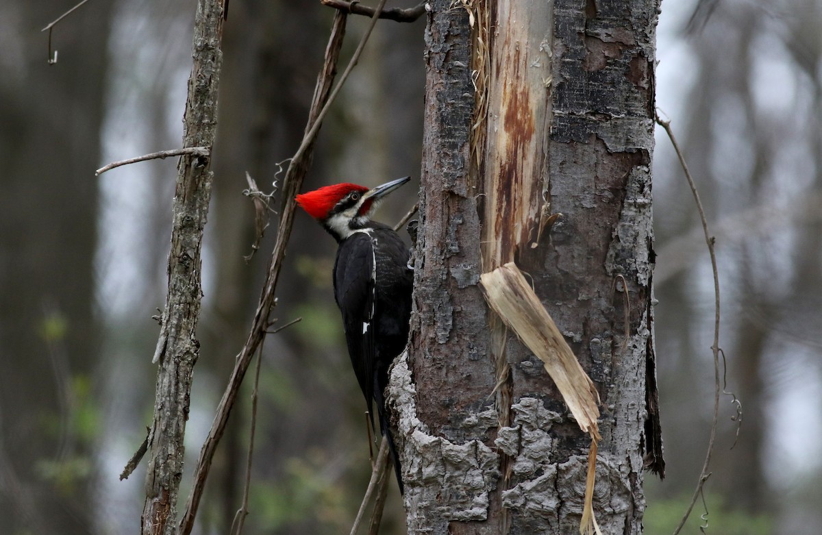Pileated Woodpecker - ML28305961