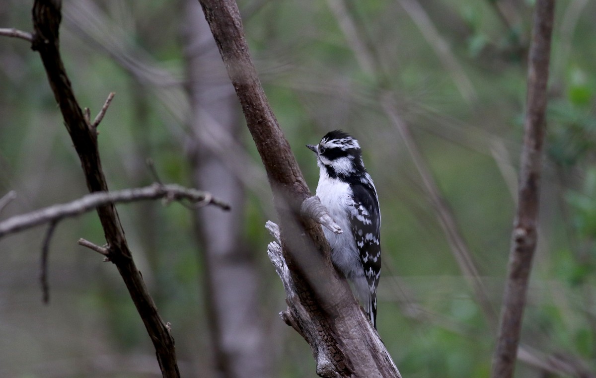 Downy Woodpecker (Eastern) - ML28306011