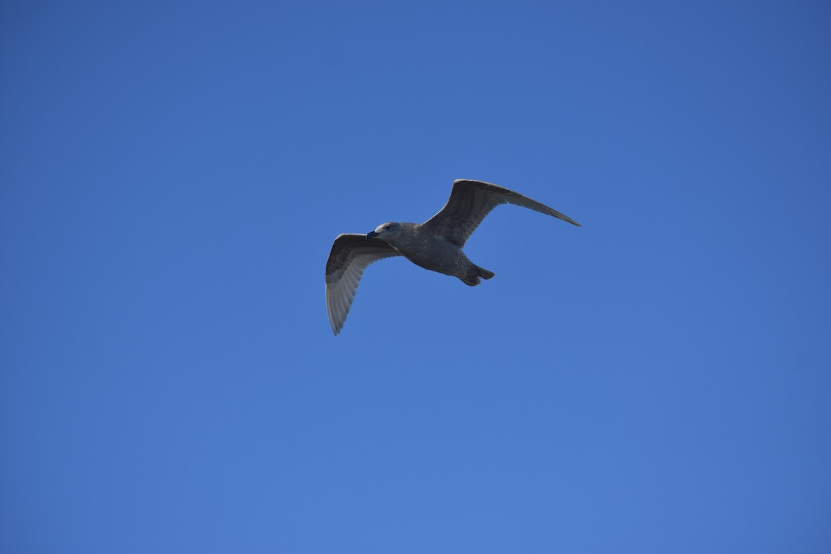 Glaucous-winged Gull - ML283060831