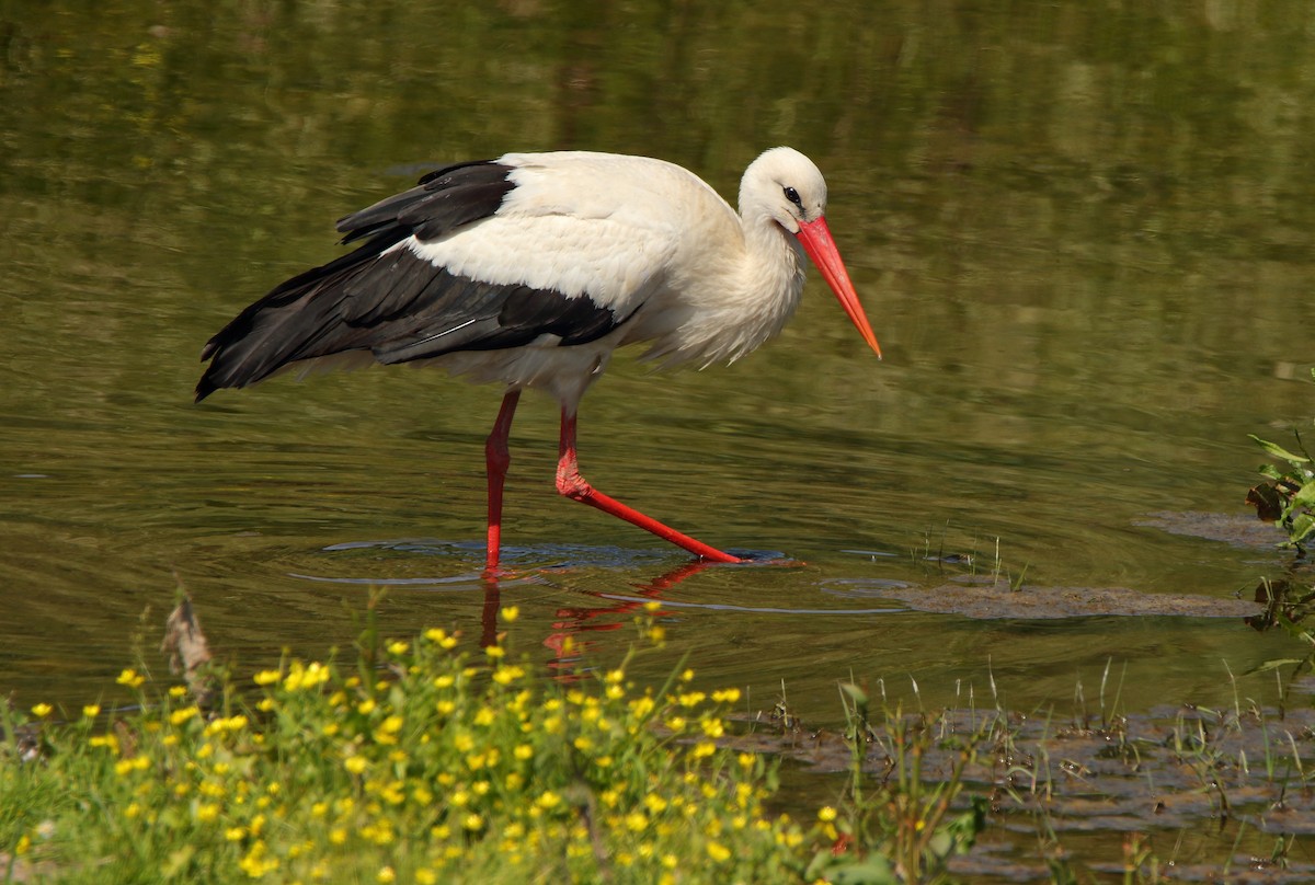 White Stork - ML283061711
