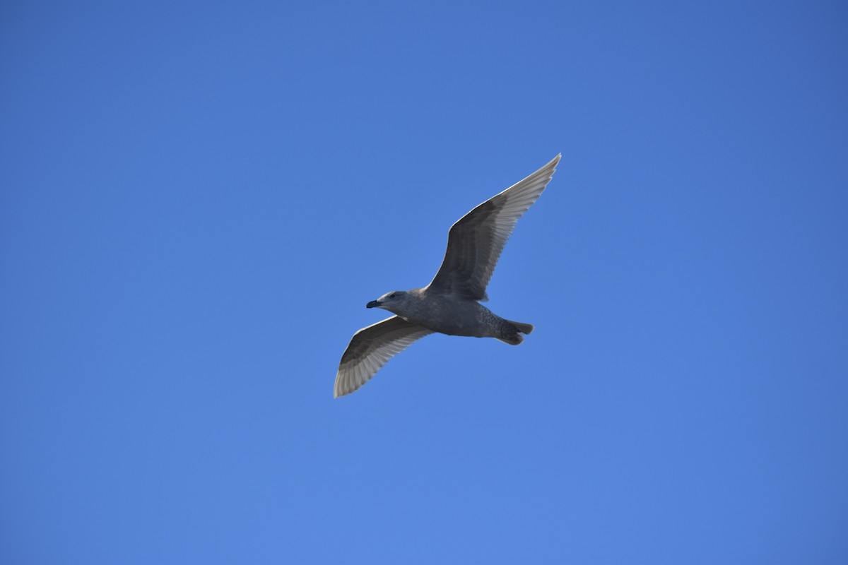 Glaucous-winged Gull - ML283061741