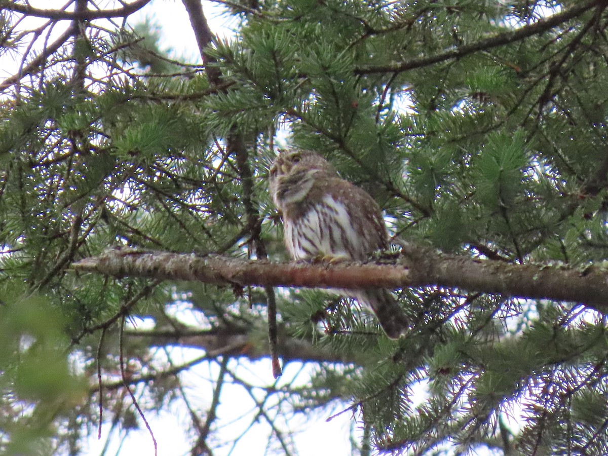 Northern Pygmy-Owl - Bruce Toews